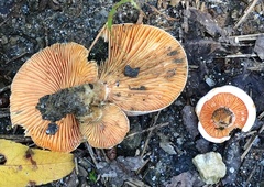 Lactarius salmoneus