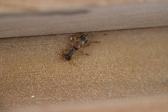 Cymatodera balteata