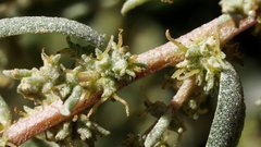 Atriplex canescens laciniata
