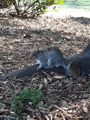 Sciurus carolinensis