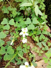 Oxalis alpina