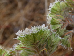 Chorizanthe cuspidata cuspidata