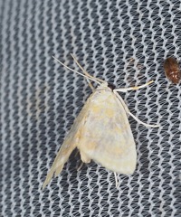 Glaphyria glaphyralis