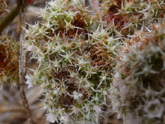 Chorizanthe cuspidata cuspidata