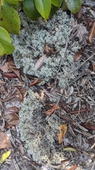 Cladonia crispatula