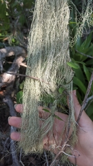 Ramalina usnea
