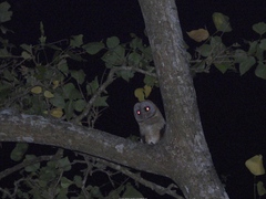 Tyto glaucops