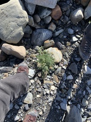 Oxytropis arctica murrayi