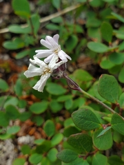 Silene repens