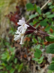 Silene repens