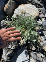Oxytropis arctica murrayi
