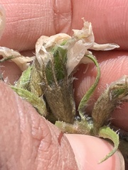 Oxytropis arctica murrayi