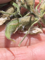 Oxytropis arctica murrayi