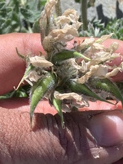 Oxytropis arctica murrayi