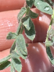 Oxytropis arctica murrayi