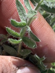 Oxytropis arctica murrayi