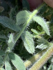Oxytropis arctica murrayi