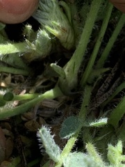 Oxytropis arctica murrayi