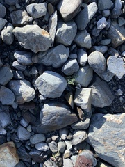 Oxytropis arctica murrayi