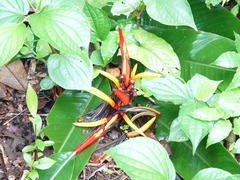 Heliconia mathiasiae