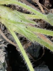 Oxytropis arctica murrayi