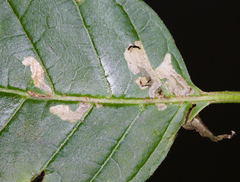 Mompha solomoni