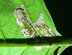 Mompha solomoni