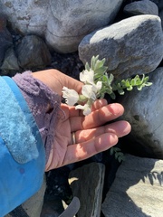 Oxytropis arctica murrayi