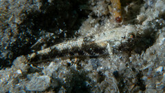 Bathygobius mystacium