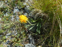 Jacobaea carniolica
