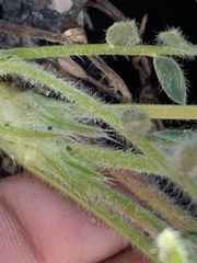 Oxytropis arctica murrayi