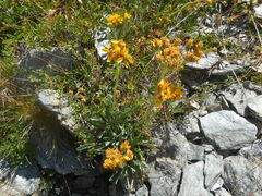Jacobaea carniolica