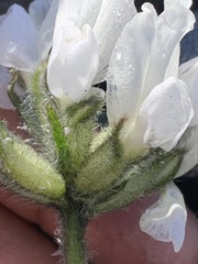 Oxytropis arctica murrayi
