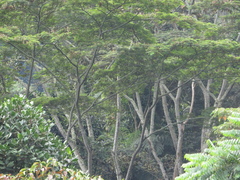 Pseudosamanea carbonaria