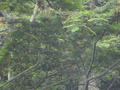 Pseudosamanea carbonaria