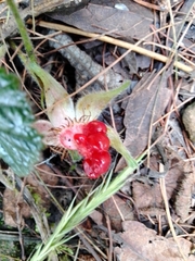 Rubus pumilus