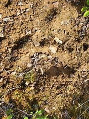Ursus arctos horribilis