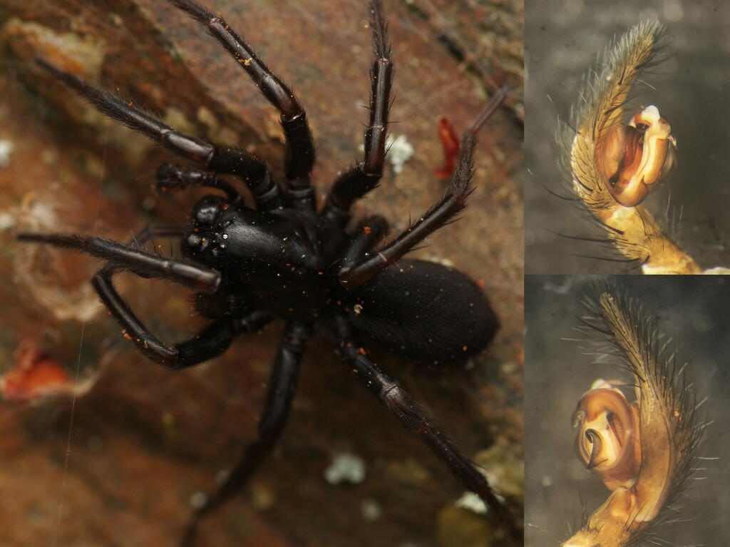 Pireneitega segestriformis