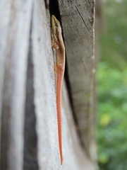 Anadia pulchella