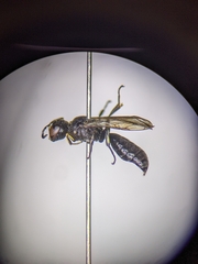 Ectemnius borealis