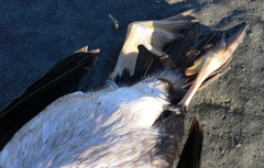 Phalacrocorax punctatus