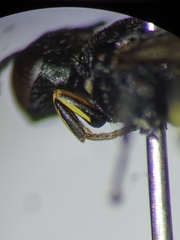 Ectemnius borealis
