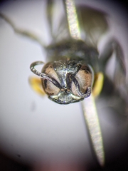 Ectemnius borealis