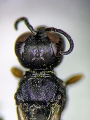 Ectemnius borealis
