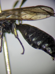 Ectemnius borealis