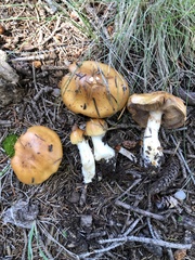 Phlegmacium variosimile