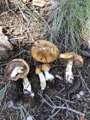 Phlegmacium variosimile