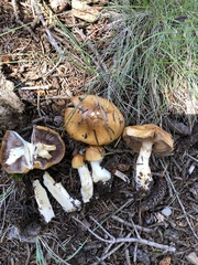 Phlegmacium variosimile