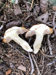 Phlegmacium variosimile