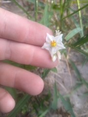 Solanum carolinense carolinense